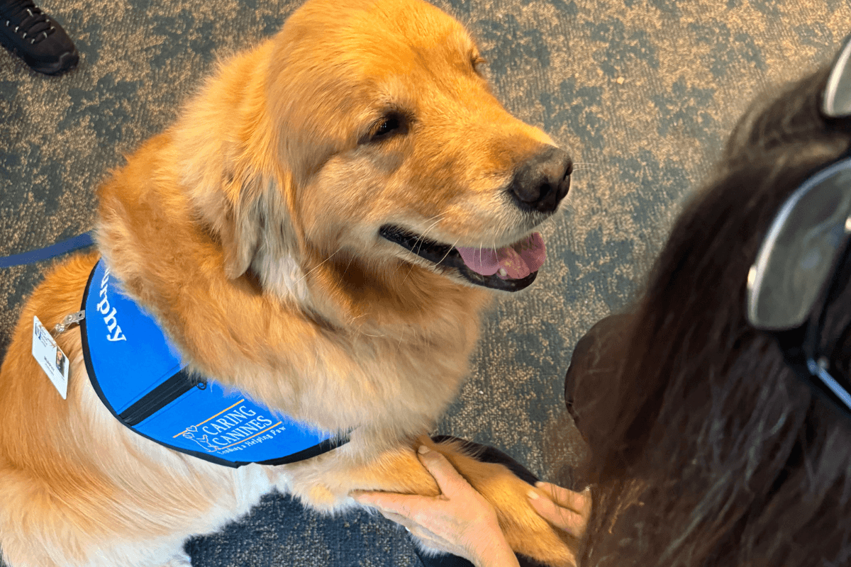 Therapy Dogs Transform Lives Everywhere